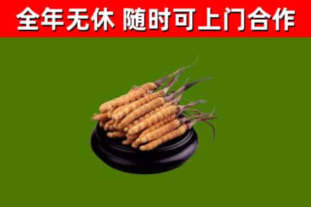 隰市回收冬虫夏草