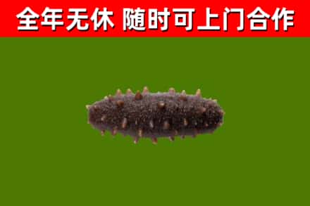 隰市回收海参干